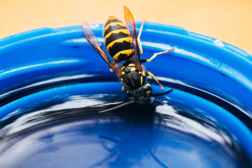 Get a Wasp Out of Your House
